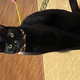 黒猫の茶々丸
