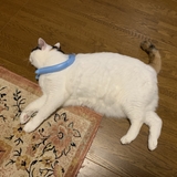 エバーフレッシュ