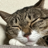 まりふぁんすぅ