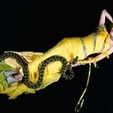 ALI PROJECTの2年ぶりニューシングルがアニメ「落第騎士の英雄譚」エンディングテーマに