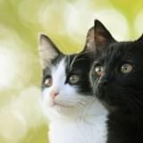 映画『猫なんかよんでもこない。』ビジュアル