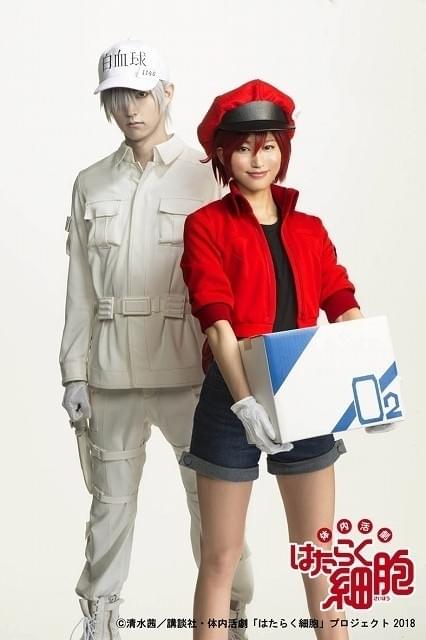 舞台版「はたらく細胞」ビジュアル公開 作中の姿そのままの白血球と