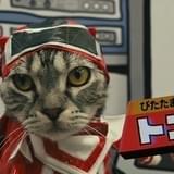 杉田智和、内田真礼らが猫たちの声を担当 実写ショートムービー「ネコ戦隊びたたま」放送開始