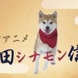 実写のティザーPVは犬だらけ!