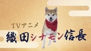 実写のティザーPVは犬だらけ!