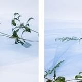 ダイジンフロート、サダイジンフロート（各税込1100円）