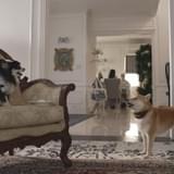 犬が主人公の恋愛ドラマ「東京犬ラブストーリー」3週連続放送 “犬好き”声優、杉田智和＆水樹奈々が吹き替え