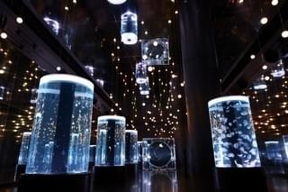 白薔薇のワルツ ※イメージ画像