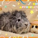 「モルカー」新声優にアビシニアンモルモットの“糸さん” 解禁動画でキュートな声を披露