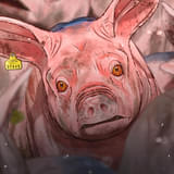 「口蹄疫から生きのびた豚」