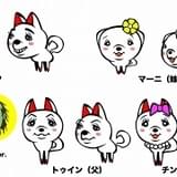 キンタマーニドッグ