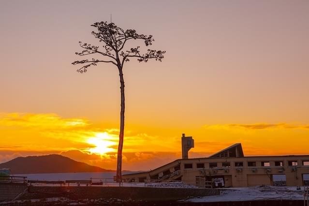 “奇跡の一本松”