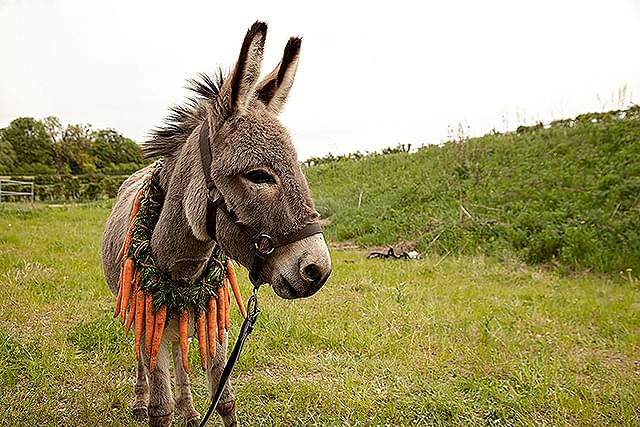 無垢なロバが主人公 鬼才イエジー・スコリモフスキによる現代の寓話「EO イーオー」予告編