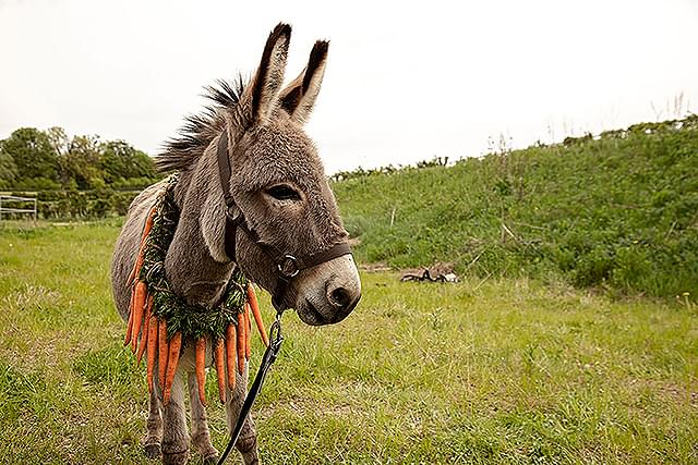 【「EO イーオー」評論】純粋さ、無垢の力。苛烈なやさしさ ロバが見た世界の美を活写する