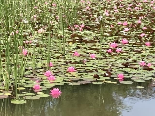 蛇の鼻遊楽園の睡蓮