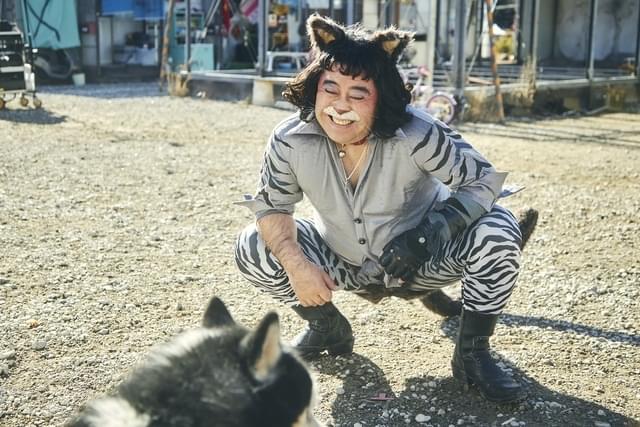 ボスの風格を漂わせ、日々縄張りを拡張する猫トラ