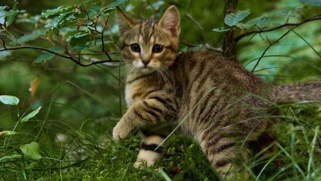 パリを離れて初めて見る大自然を前に、ルーは森の中へと“プチ脱走”！