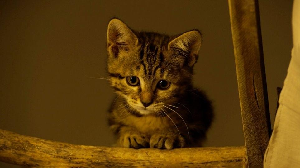 全部かわいい！「ルー、パリで生まれた猫」キジトラの子猫、ルーの愛らしさと成長をたどる場面写真13点公開