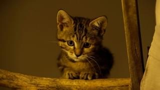 全部かわいい！「ルー、パリで生まれた猫」キジトラの子猫、ルーの愛らしさと成長をたどる場面写真13点公開