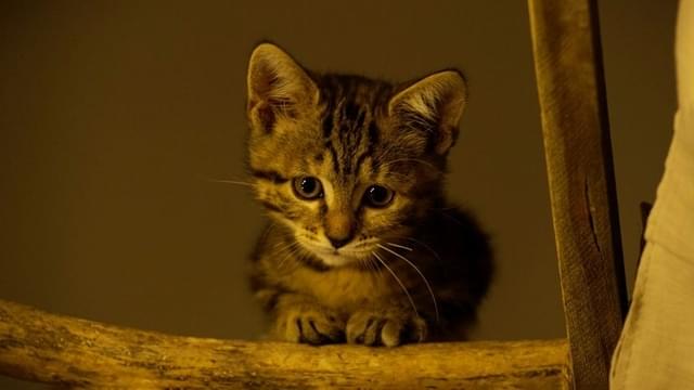 クレムから自分のベッドで寝ないように言われたルー。でも甘えたい盛りのルーはベッドにいるクレムをじっと見つめる