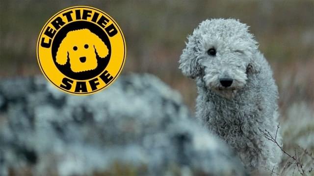 【SNSで話題】“不死身の男”の愛犬がフワフワで可愛すぎる 心優しい映画ファンに朗報「犬は無事です」