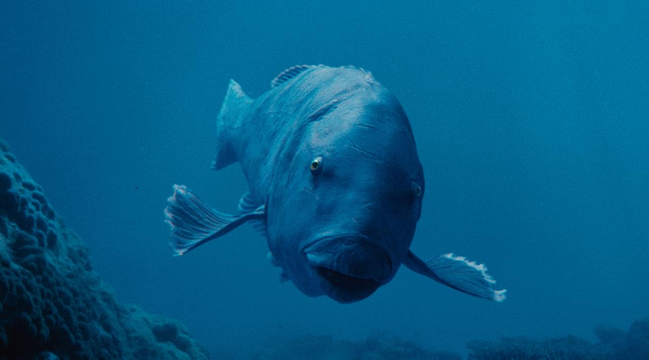 “海のラブラドールレトリバー”ことブルーバックとは？ 「ブルーバック あの海を見ていた」制作の舞台裏を紹介