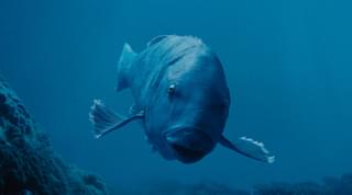 “海のラブラドールレトリバー”ことブルーバックとは？ 「ブルーバック あの海を見ていた」制作の舞台裏を紹介