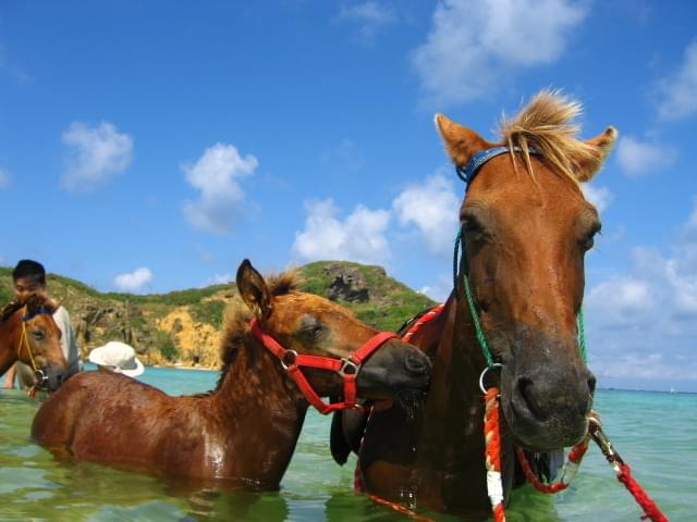 海で与那国馬にも乗れる