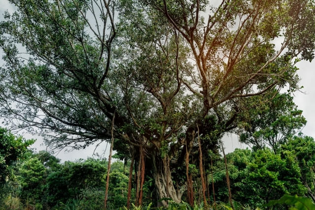 撮影が行われたガジュマルの木