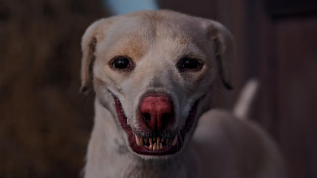 犬肉を生業とする一族に継承されるカルマ