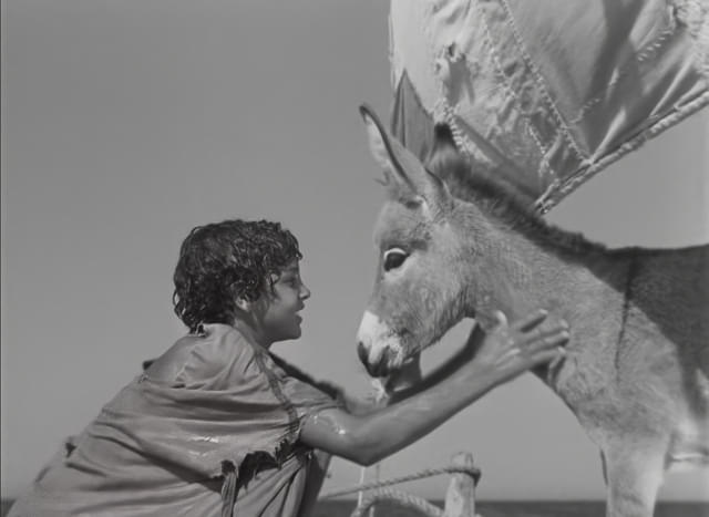 日本初公開となる「小さなロバ、ビム」