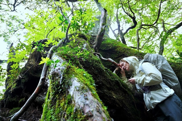 屋久島でも撮影が行われた