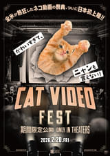 全米が熱狂したネコ動画の祭典「CatVideoFest」2月20日から期間限定で日本公開決定