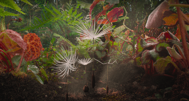 「ダンデライオンズ・オデッセイ」