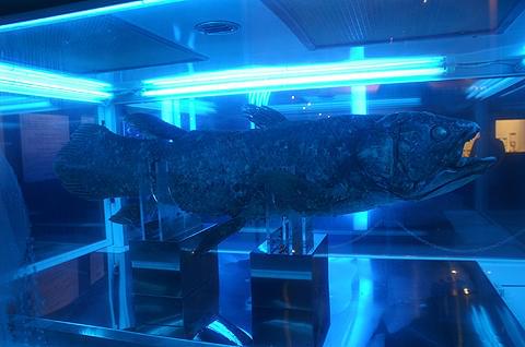 夏休みは赤坂サカスの水族館へ!