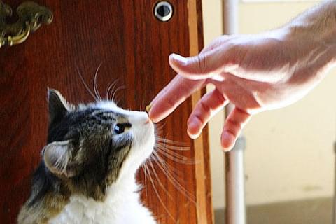 人の死を看取る介護施設の猫オスカーの物語が映画化