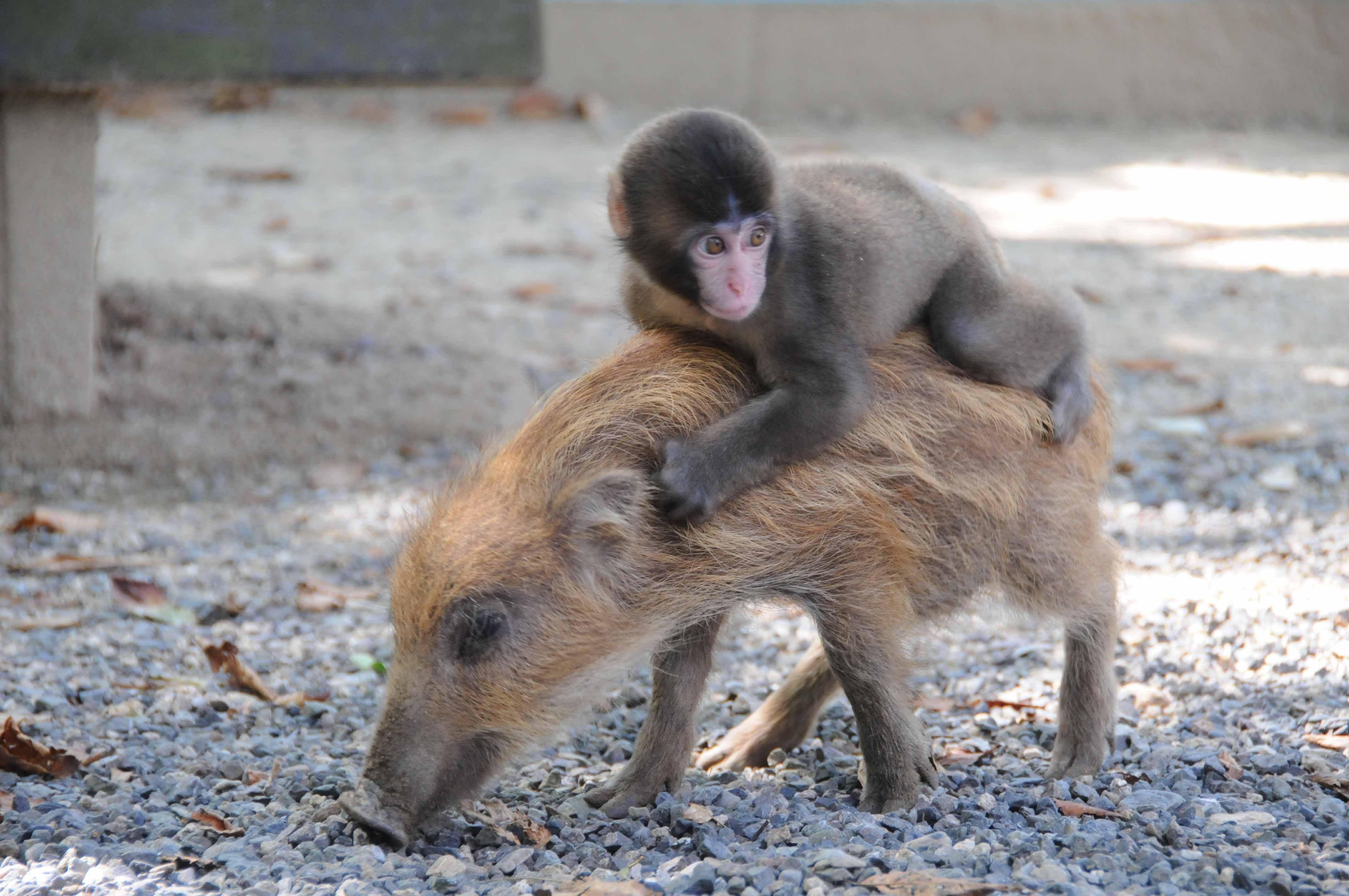 ウリ坊と子猿のみわちゃん「リアル鬼ごっこ」に強制参加！