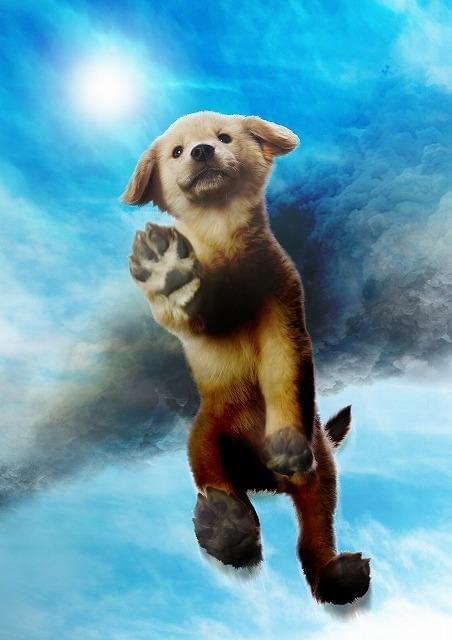 小田和正「ロック ～わんこの島～」主題歌を書き下ろし