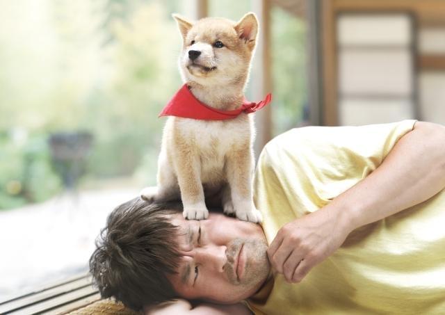 キュートなマメシバが3Dで復活！ 臼田あさ美がヒロイン役に