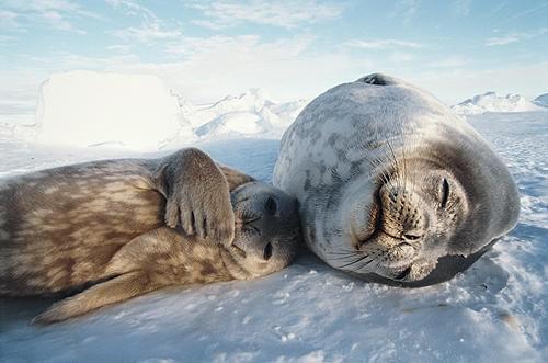 本編ではゾウのほか、アザラシなど数々の動物の親子が登場