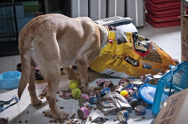 まさお君、撮影現場で珍騒動連発 エサを求めて大暴れ