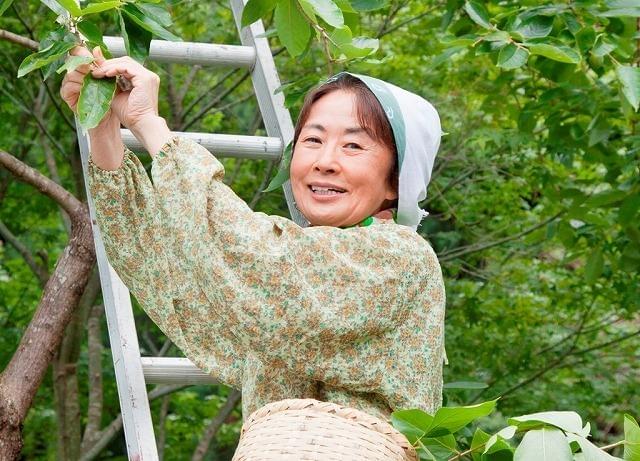 “葉っぱ”ビジネス映画「人生、いろどり」原由子が主題歌を書き下ろし