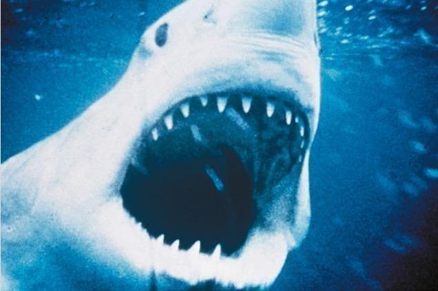 夜の海であえて見る！「ジョーズ」が茅ヶ崎サザンビーチで上映