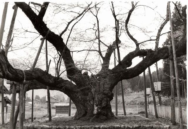元岩波ホール総支配人・高野悦子さん追悼特集上映開催