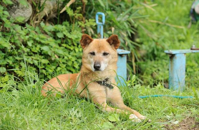 染谷将太「WOOD JOB！」特報公開 ヒルに血を吸われ、ふんどし一枚で体当たり演技