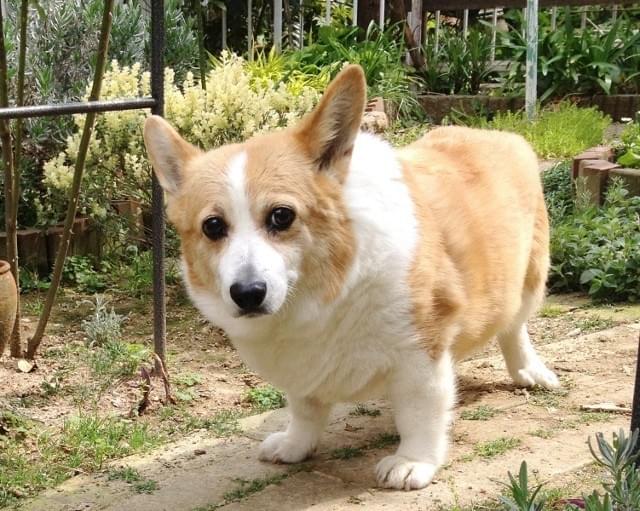 留守番をする犬のための24時間放送チャンネルが上陸