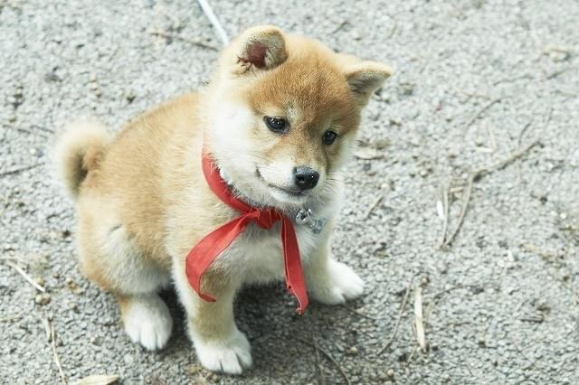 マメシバ一郎に癒される！「幼獣マメシバ 望郷篇」未公開写真30点を一挙公開