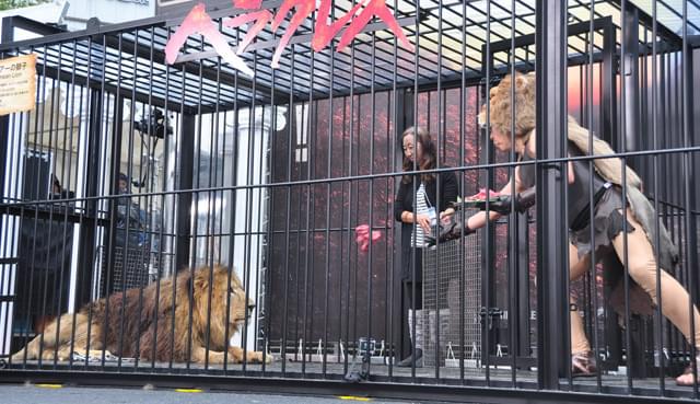 ダチョウ倶楽部、20数年ぶりライオンと共演も「武井壮を呼べ！」と苦笑い