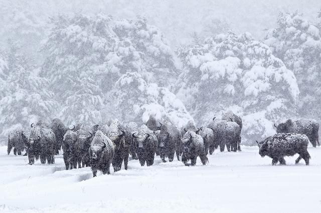 動物ドキュメンタリー「シーズンズ」、野生生物の生態を利用した撮影術が明らかに！