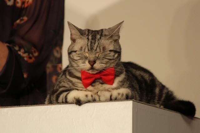 宮沢りえ＆黒木華、もふもふネコをナデナデ「想像を超える名演技」